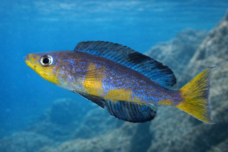 Cyprichromis microlepidotus 'Mboko'